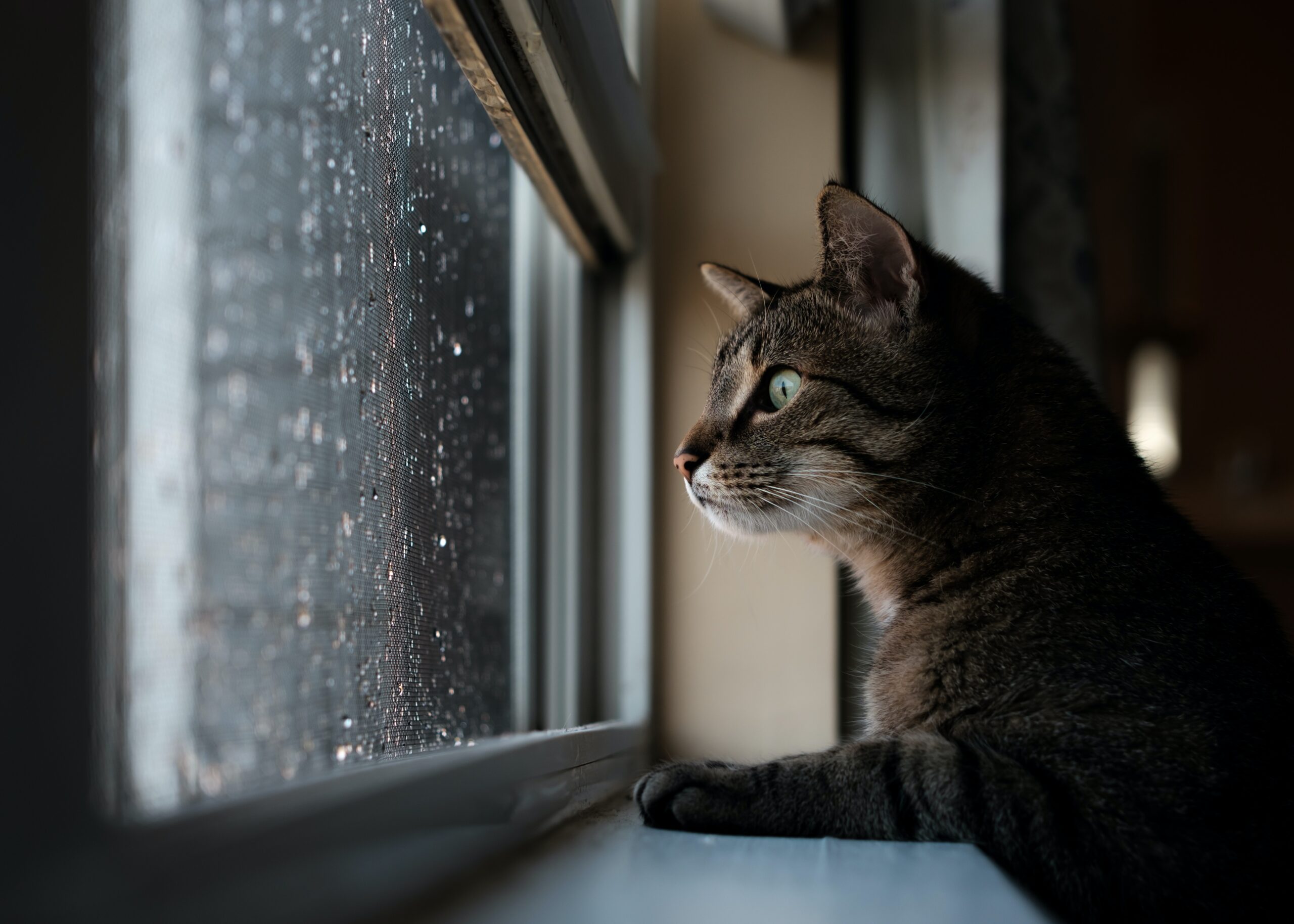 Belső ablakpárkányon támaszkodó macska